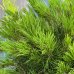 Borovica horská (Pinus mugo) ´MOPS´ – výška 20-30 cm,  ⌀ 30-40 cm, kont. C5L